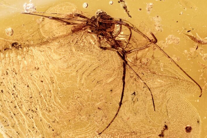 Detailed Fossil Daddy Long-Leg in Baltic Amber #278766